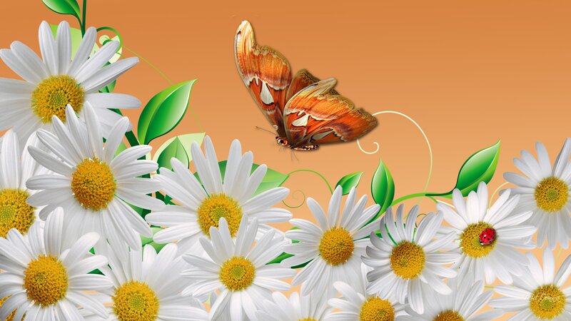 Butterfly Among Daisies