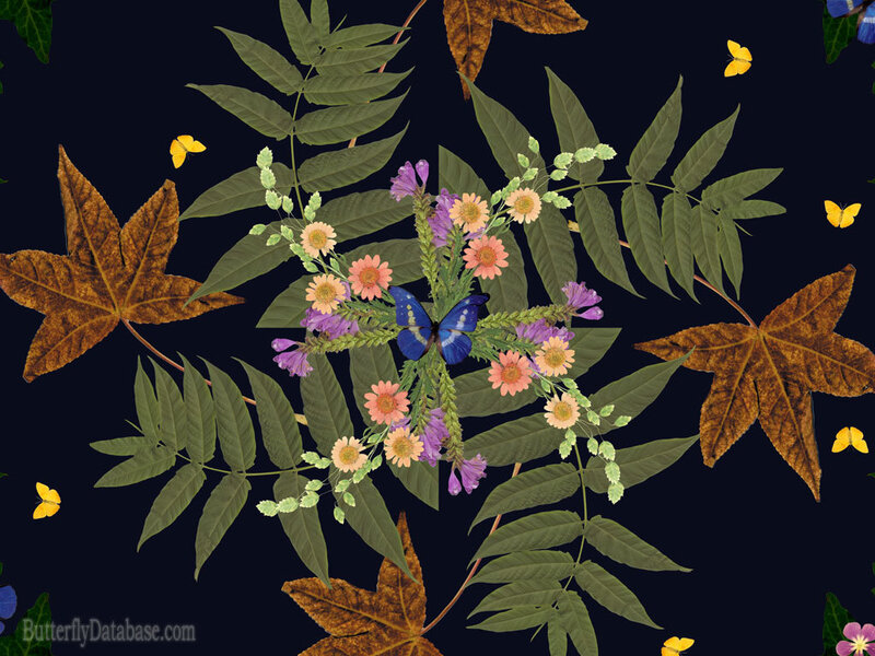 butterfly among flowers