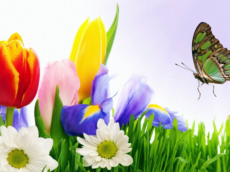 Butterfly Among Flowers — Green, Serene