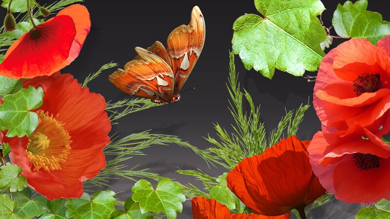 Butterfly Among Poppies