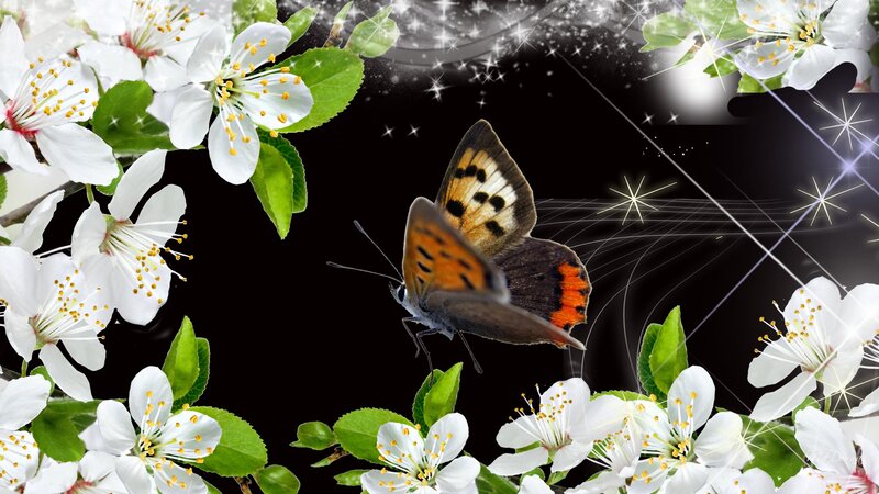 Butterfly Among White Flowers