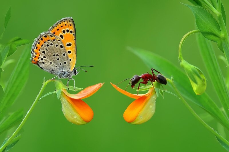 Butterfly and Ant on Flowers — Green