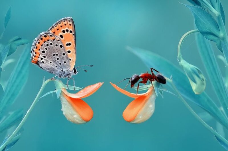 Butterfly and Ant on Flowers