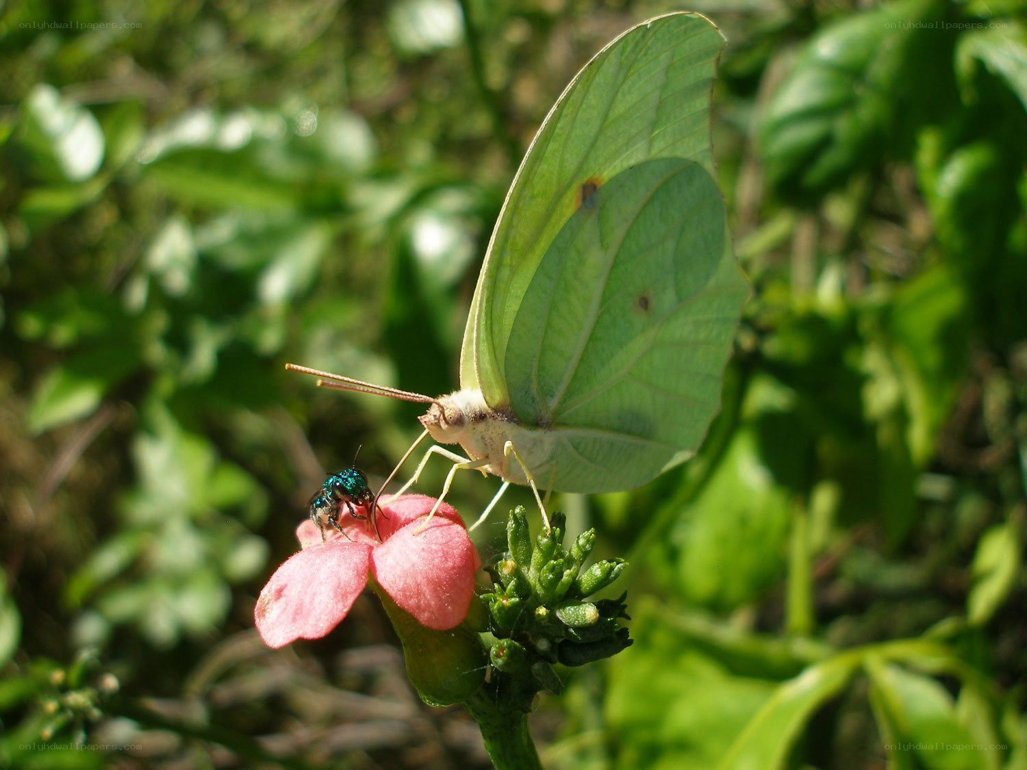 Butterfly and bee on a flower