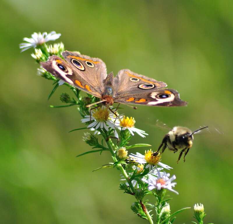Butterfly and Bee on Flowers — Green