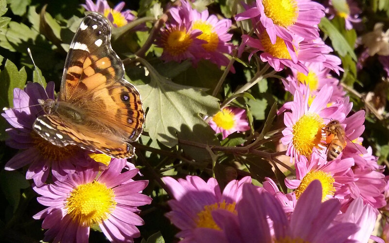Butterfly and Bee on Flowers — Purple