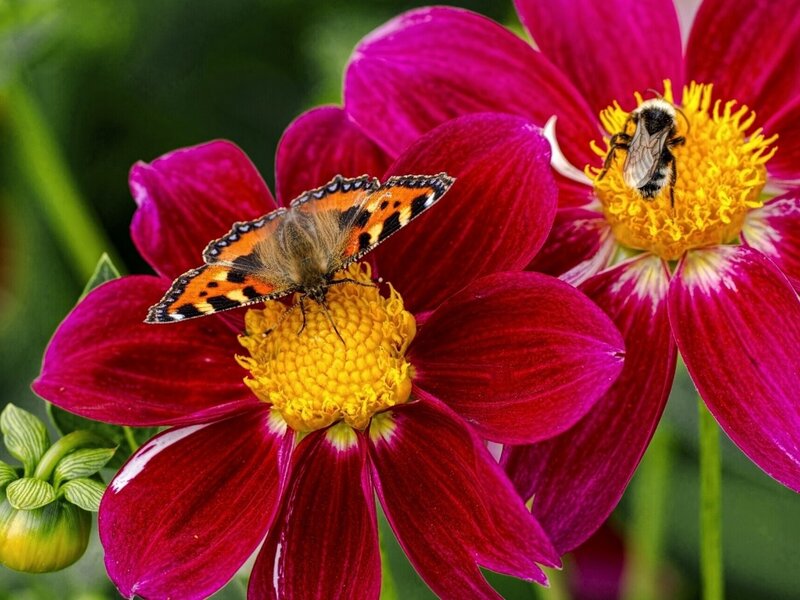 Butterfly and Bee on Flowers — Red