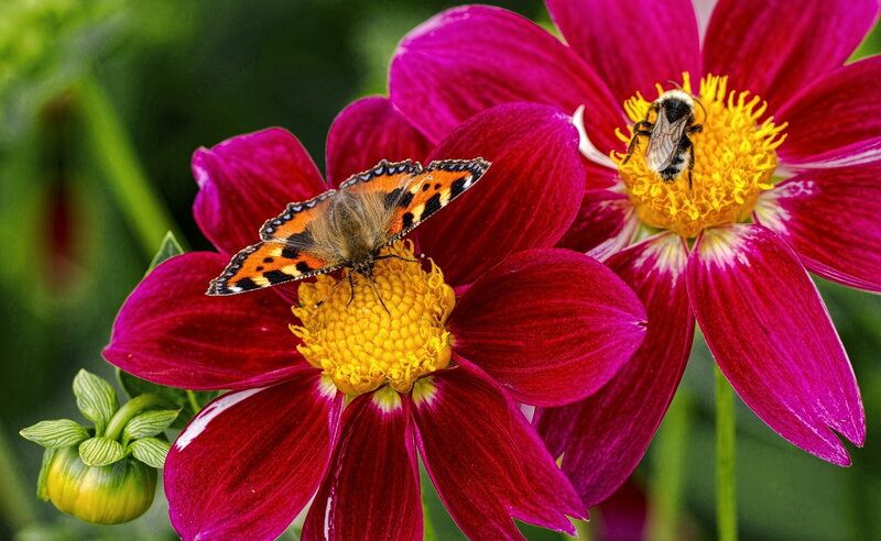 Butterfly and Bee on Flowers