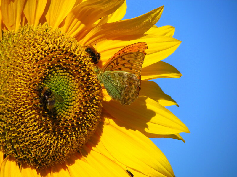 Butterfly and Bees on Sunflower