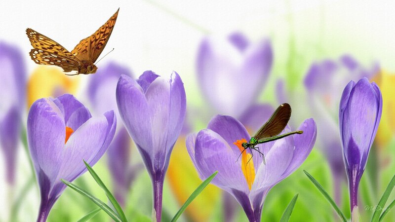 Butterfly and Damselfly on Crocuses