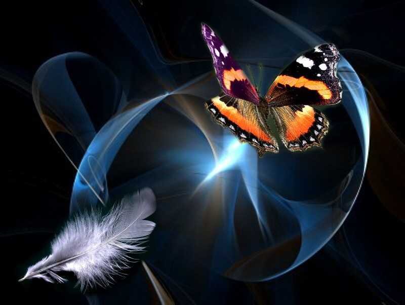 Butterfly and Feather