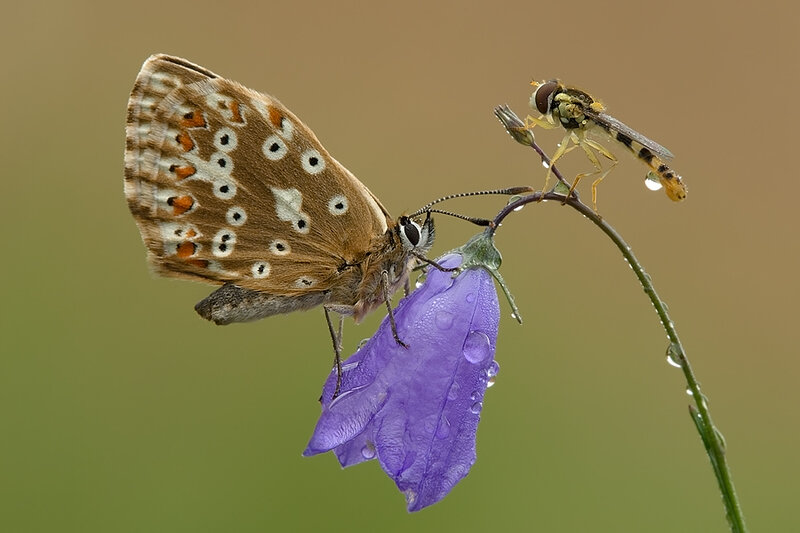 Butterfly and Fly on Flower
