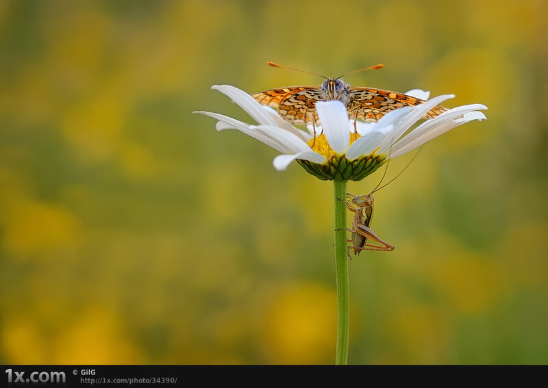 Butterfly and grasshopper on daisy