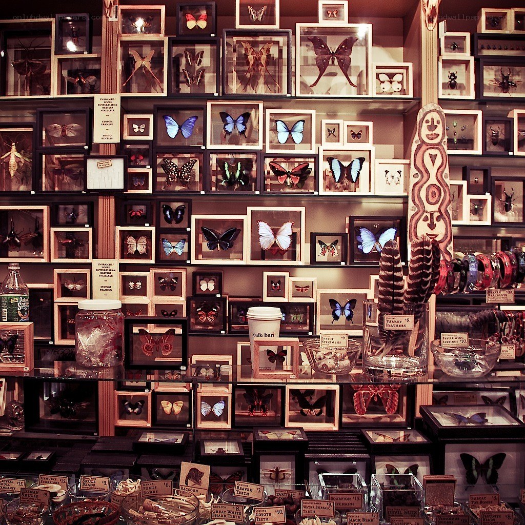 Butterfly and insect collection display