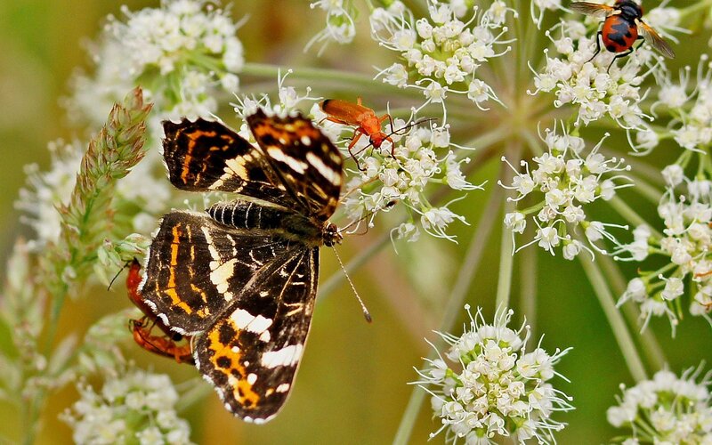 Butterfly and insects on flowers