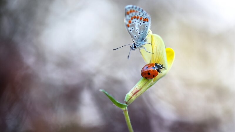 Butterfly and Ladybug — Yellow