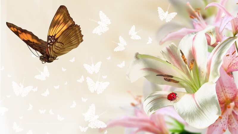 Butterfly and Lily Flower