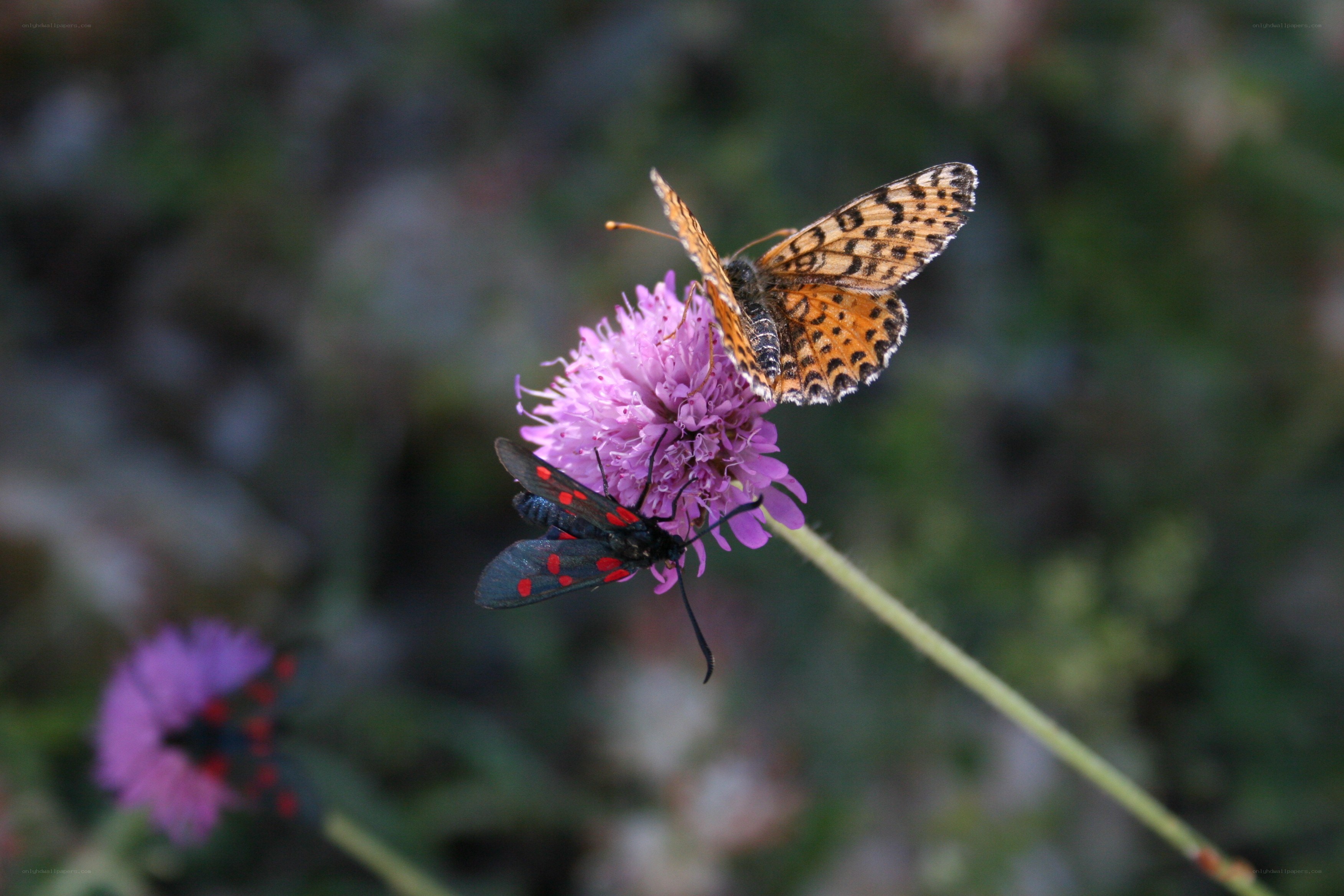 Butterfly and moth on a flower