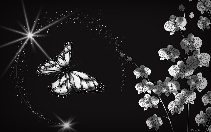 Butterfly and Orchids