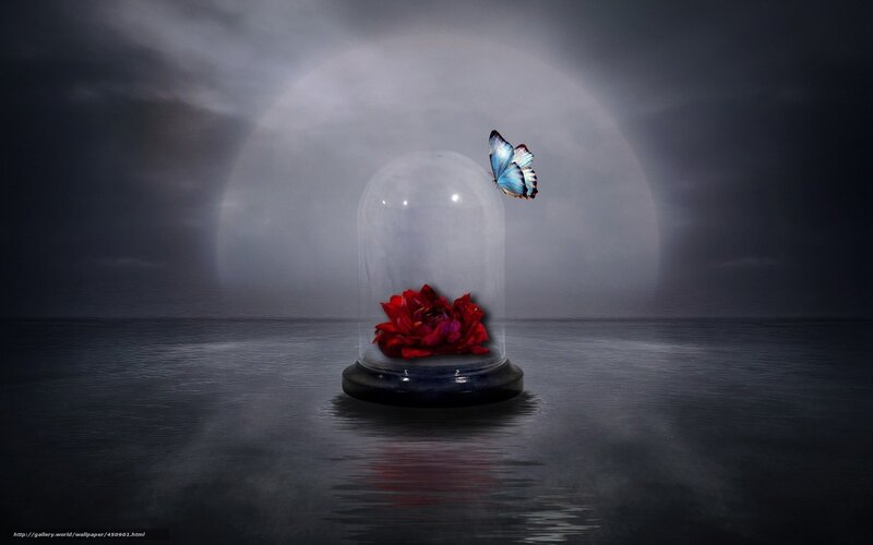butterfly and red flower
