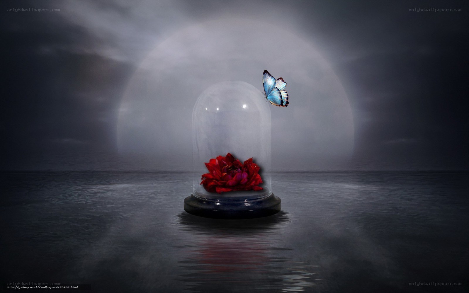 butterfly and red flower