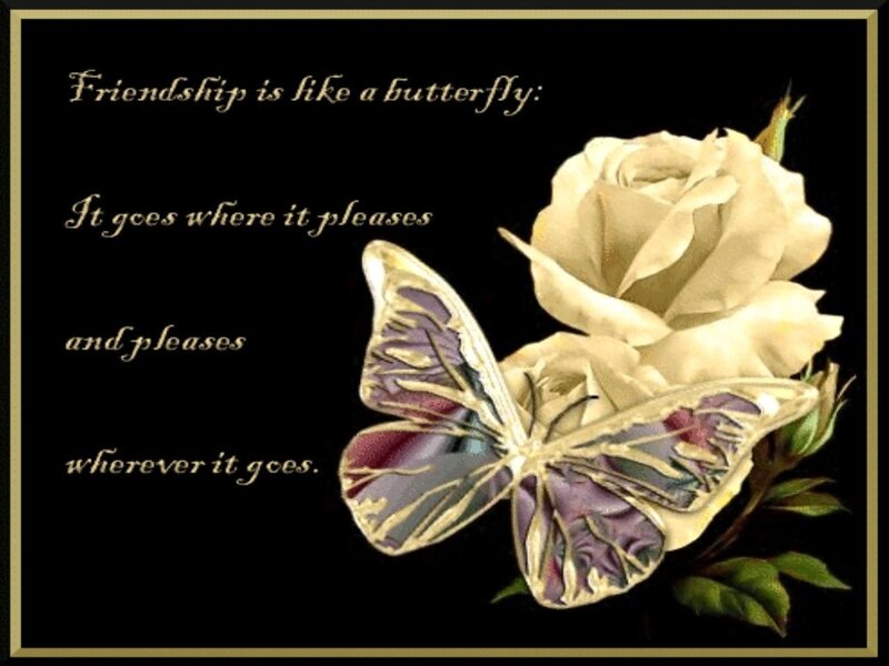 Butterfly and Rose