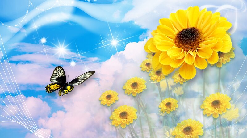 Butterfly and Sunflowers