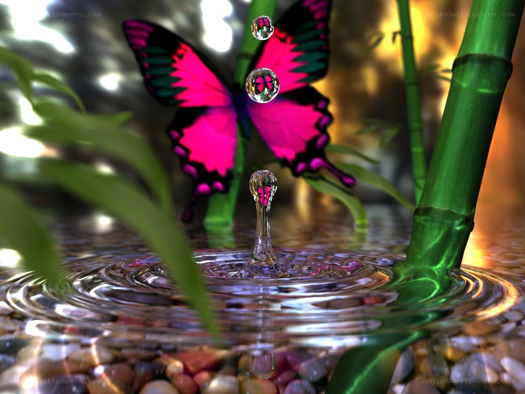 butterfly and water droplet