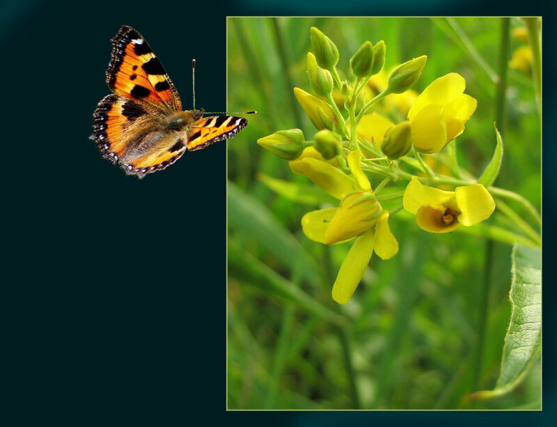 Butterfly and yellow flowers