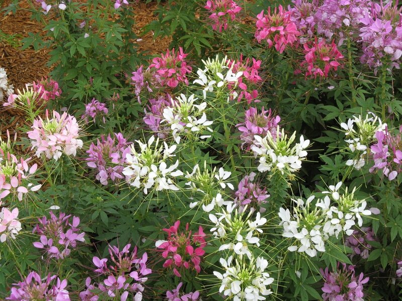 Butterfly Bush Flowers