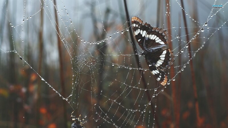 Butterfly caught in a dewy web