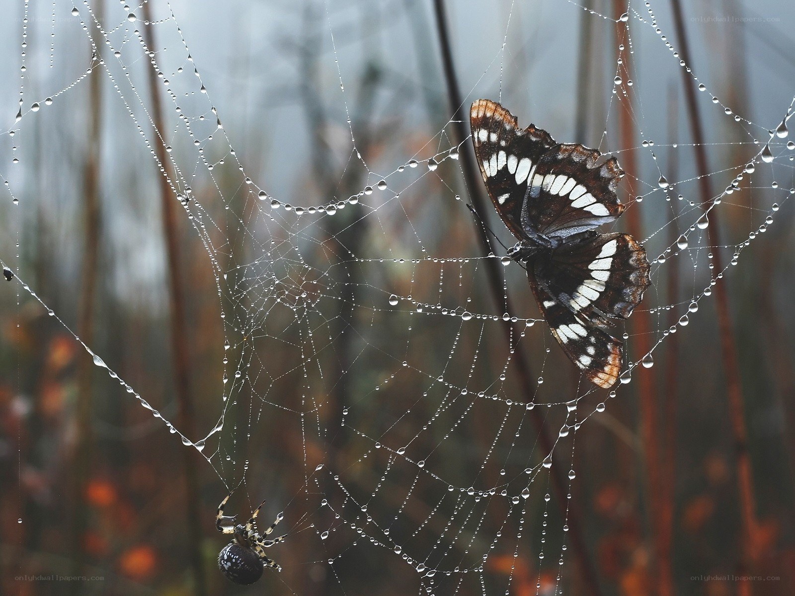 Butterfly caught in spider web