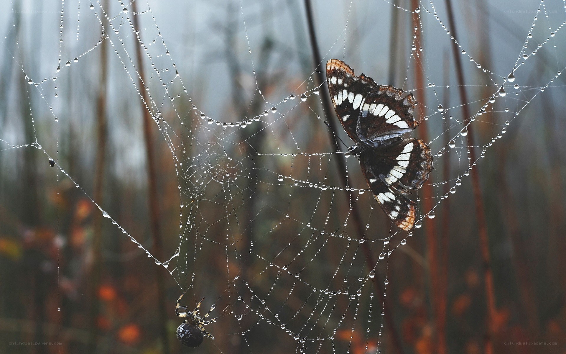 Butterfly caught in spider web