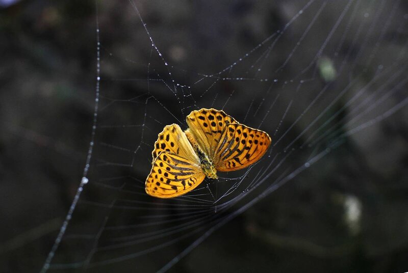 Butterfly caught in spider web
