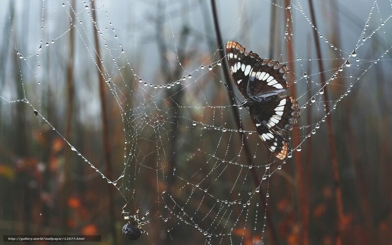 Butterfly caught in spider web