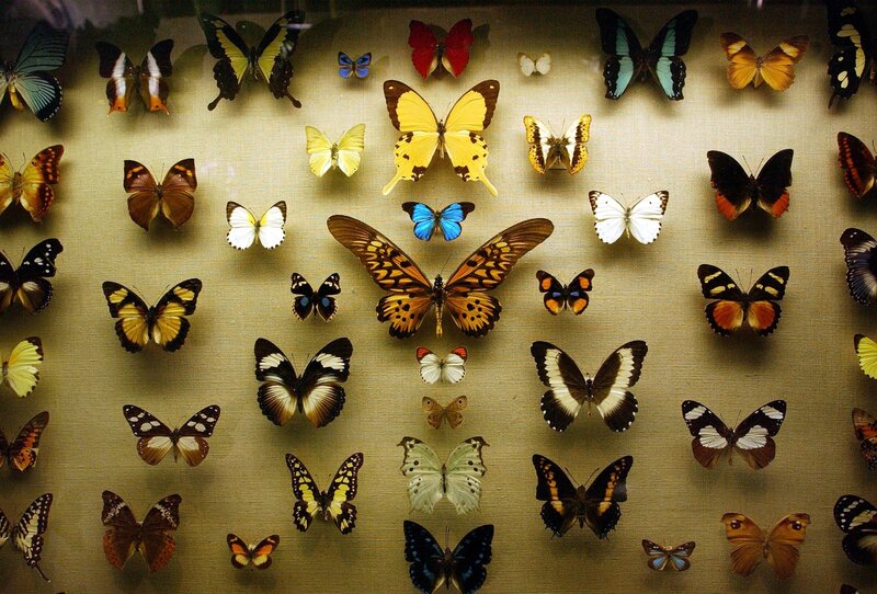 Butterfly Collection Display — Brown