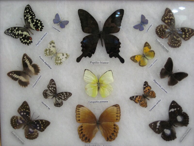 Butterfly Collection Display