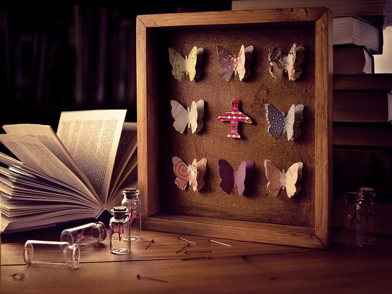 Butterfly Collection in Frame — Brown
