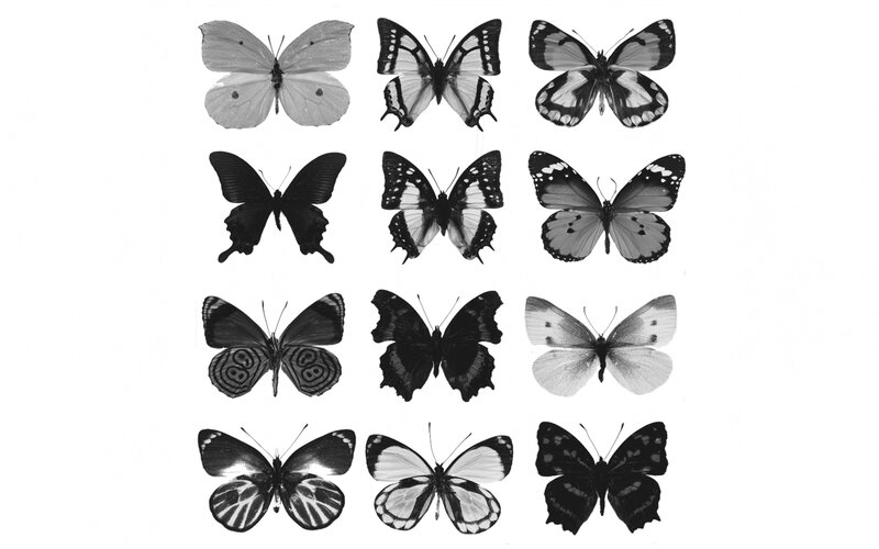Butterfly Collection