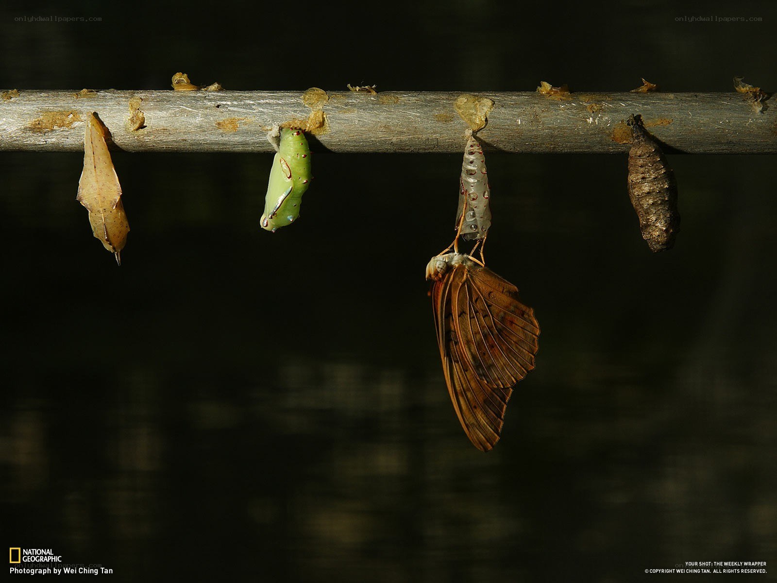 Butterfly emergence on a branch