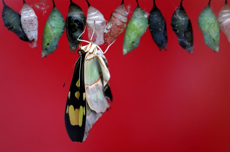 Butterfly emerging from chrysalis
