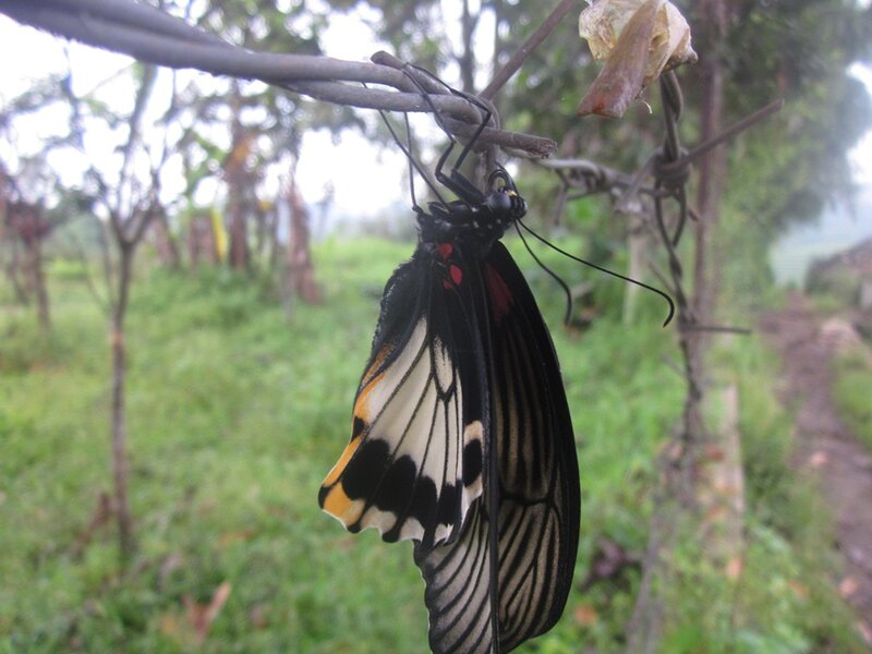 Butterfly Emerging from Chrysalis — Black