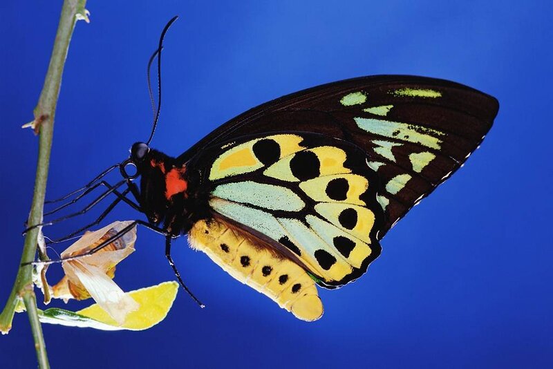 Butterfly Emerging from Chrysalis — Blue