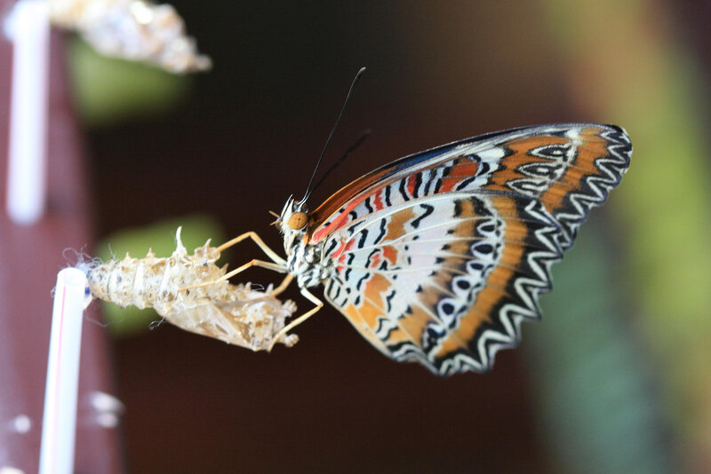 Butterfly Emerging from Chrysalis — Orange