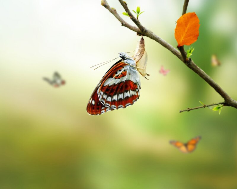 butterfly emerging from chrysalis