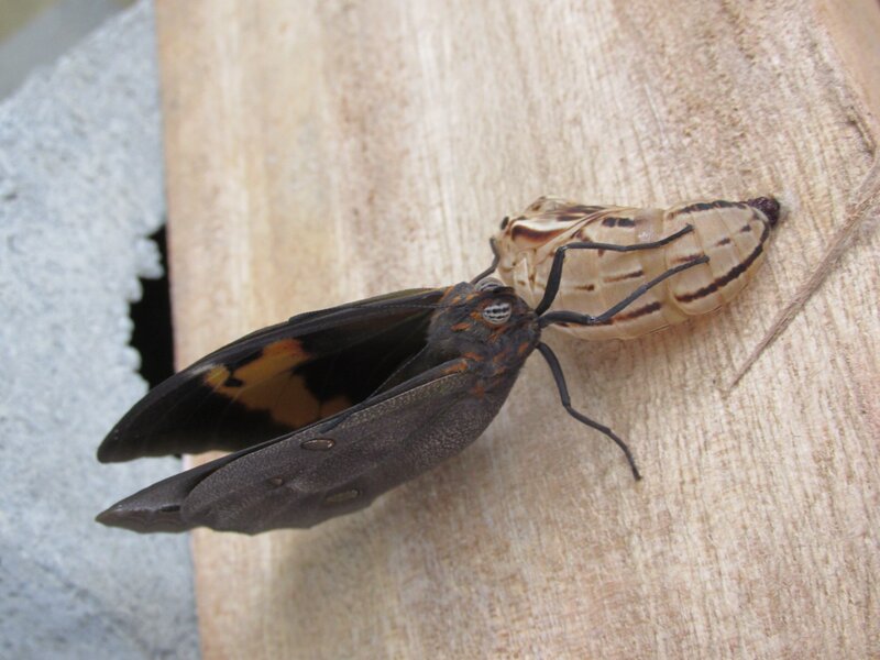 Butterfly Emerging from Cocoon
