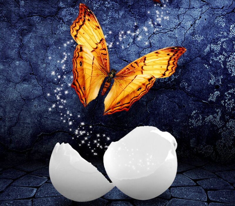 Butterfly Emerging from Egg