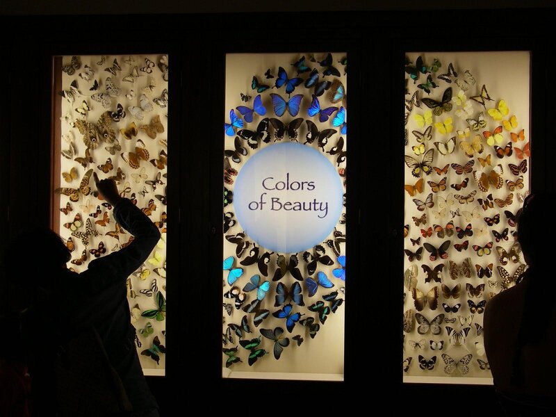 Butterfly exhibit display