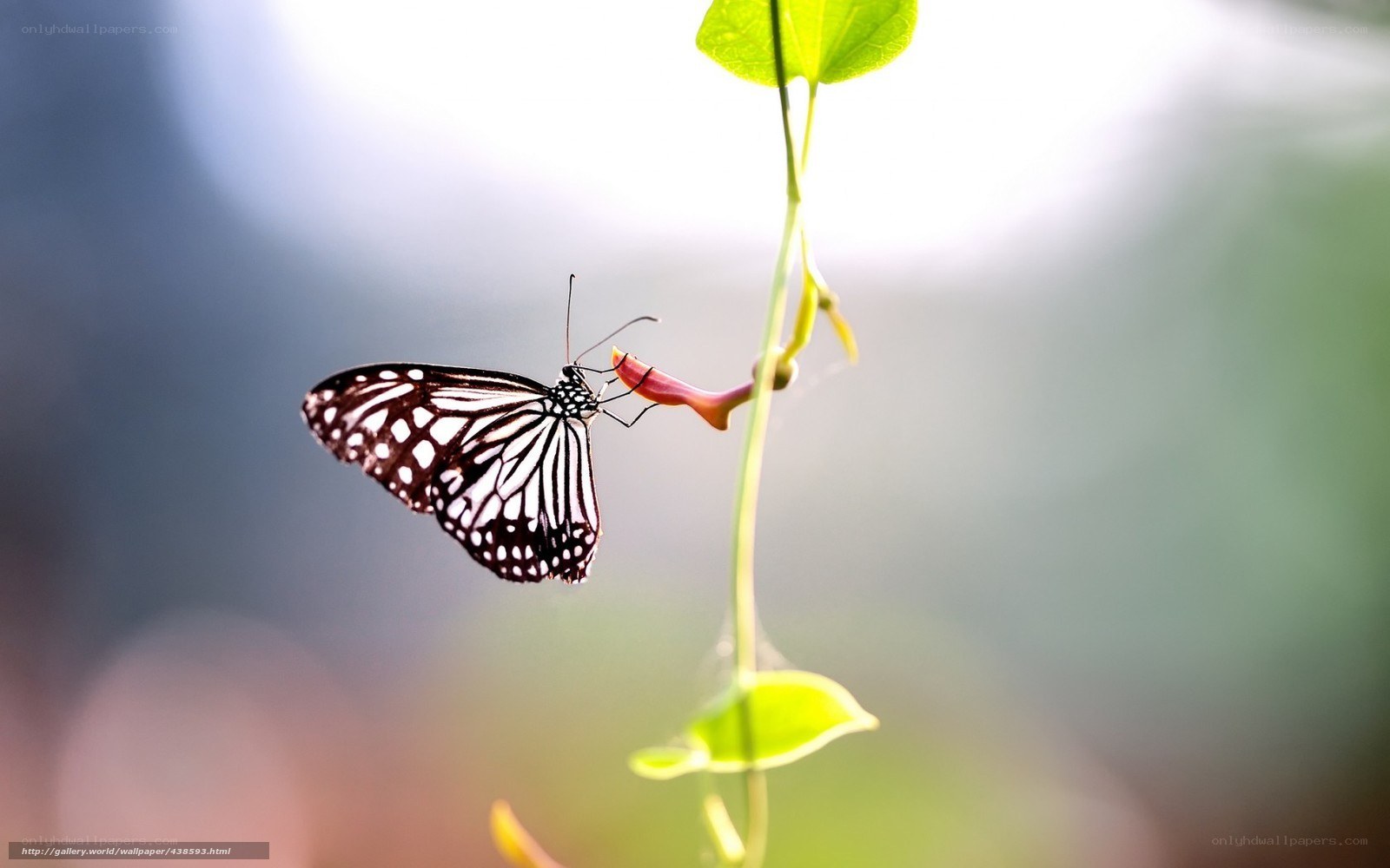 Butterfly feeding on flower