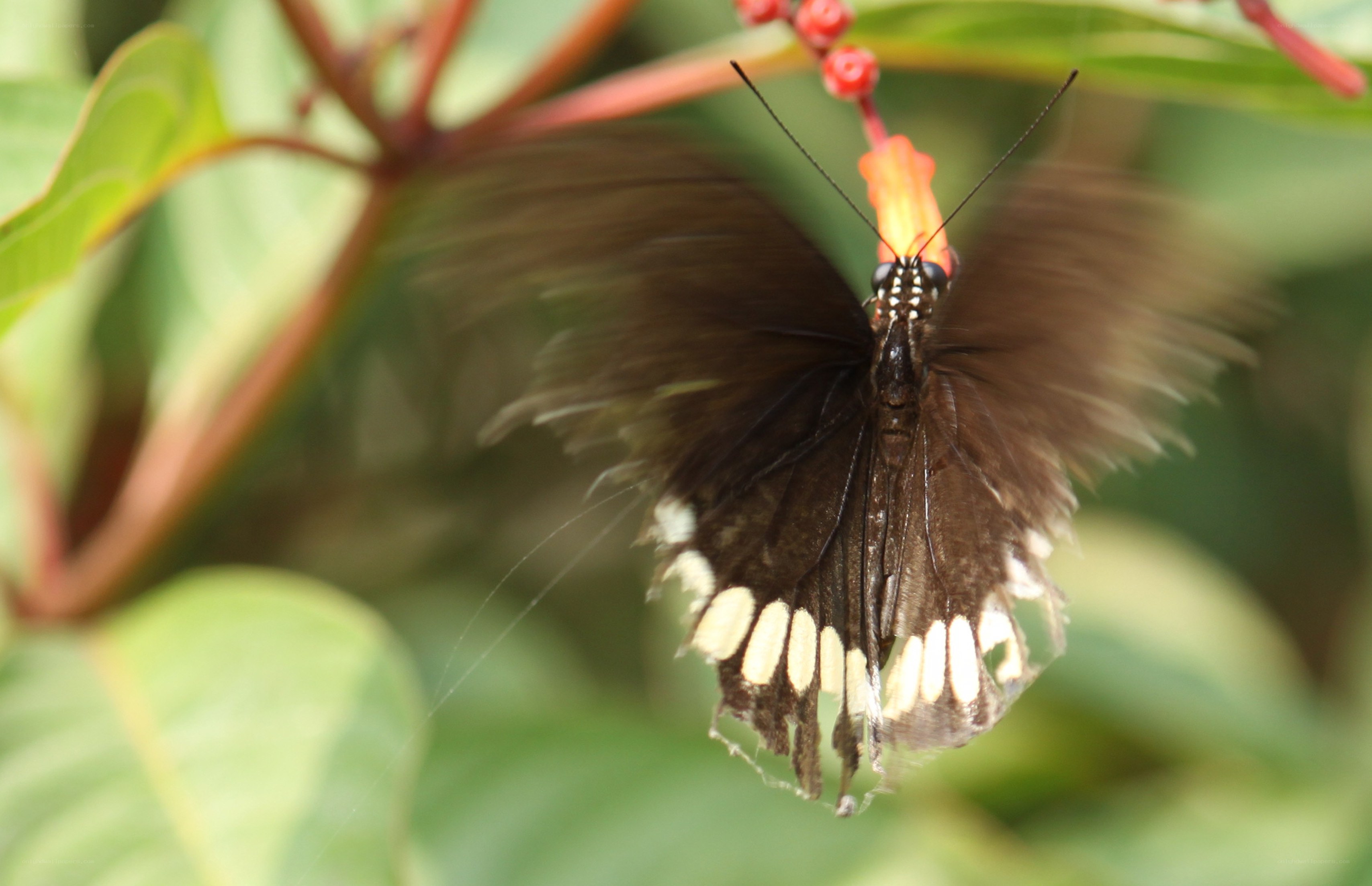 Butterfly feeding on flower